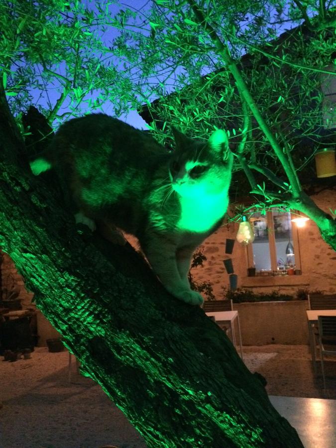 Apres La Sieste Saint-Laurent-des-Arbres Eksteriør billede